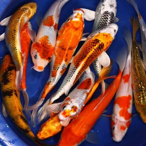 Standard Grade Koi 8-10 inches - 10 Fish