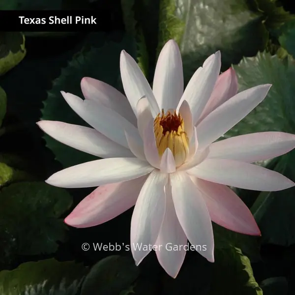 Texas Shell Pink - Night Blooming Tropical Lilies (Bare Root)