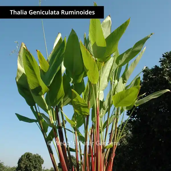 Thalia - Shallow Water Plant (Bare Root)