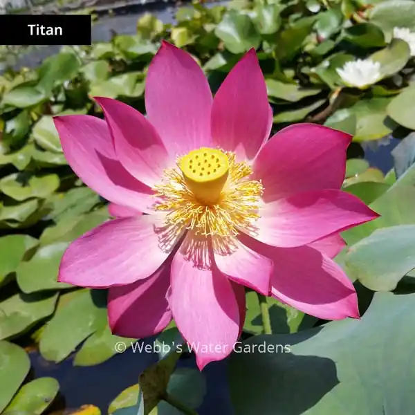 Titan - Lotus (Bare Root)