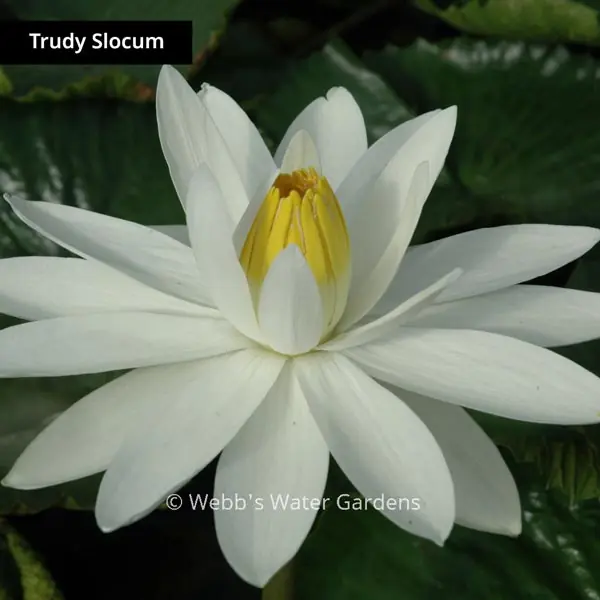 Trudy Slocum - Night Blooming Tropical Lilies (Bare Root)