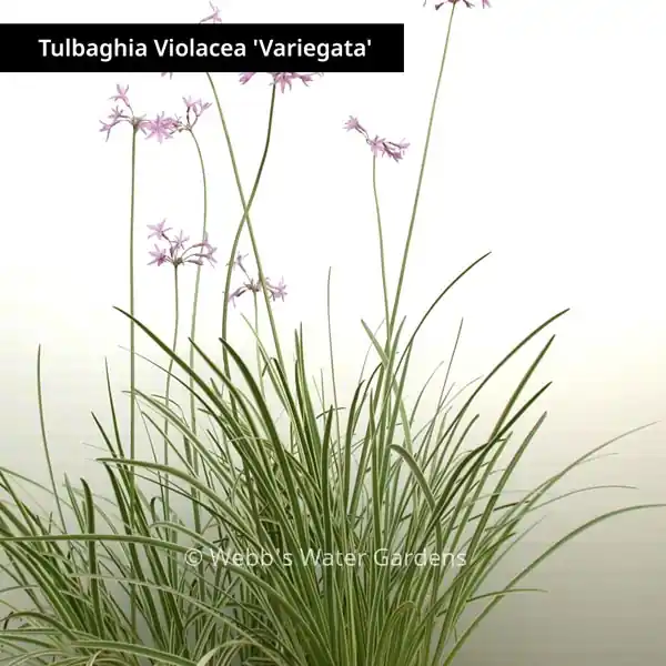 Tulbaghia Violacea - Shallow Water Plants (Bare Root)