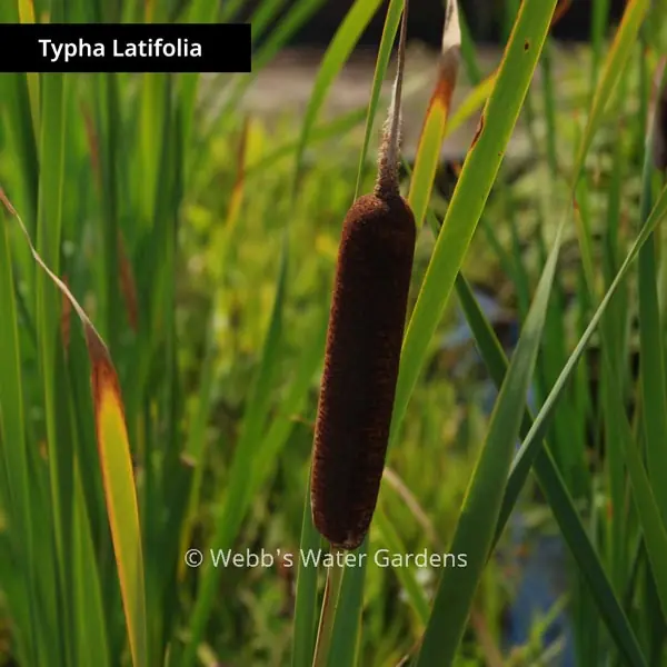 Typha 'Cattail' for Shallow Water (Bare Root) - Aquatic Plants