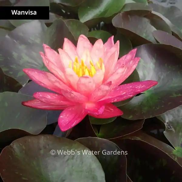 Unusual New Hybrid Hardy Water Lilies (Bare Root Plant) - Aquatic Plants