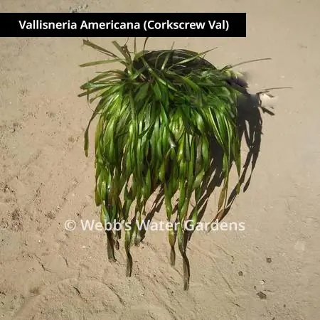 Vallisneria Americana (Corkscrew Val) - Bare Root