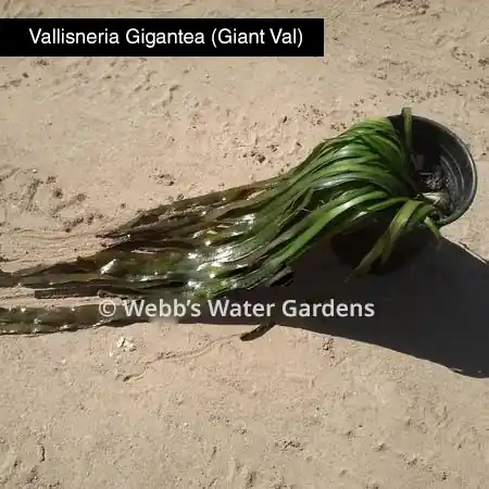 Vallisneria Gigantea (Giant Val) - Bare Root