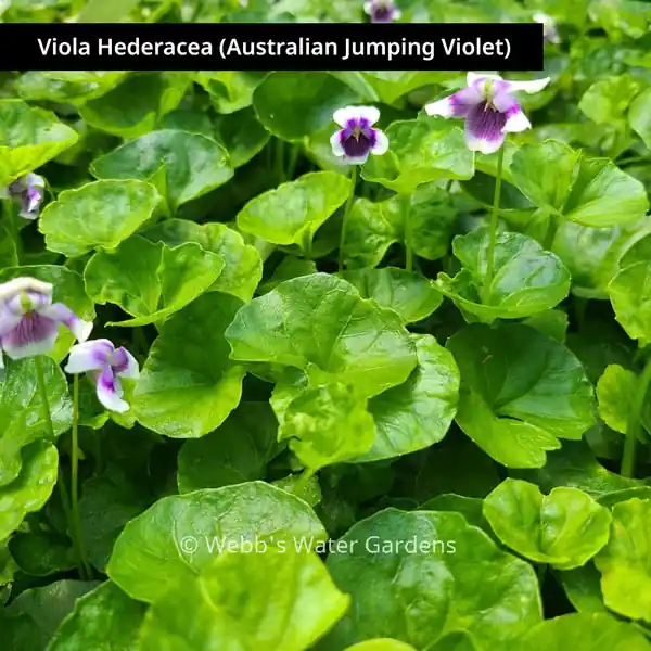 Viola Hederacea 'Australian Jumping Violet' - Shallow Water Plants (Bare Root)