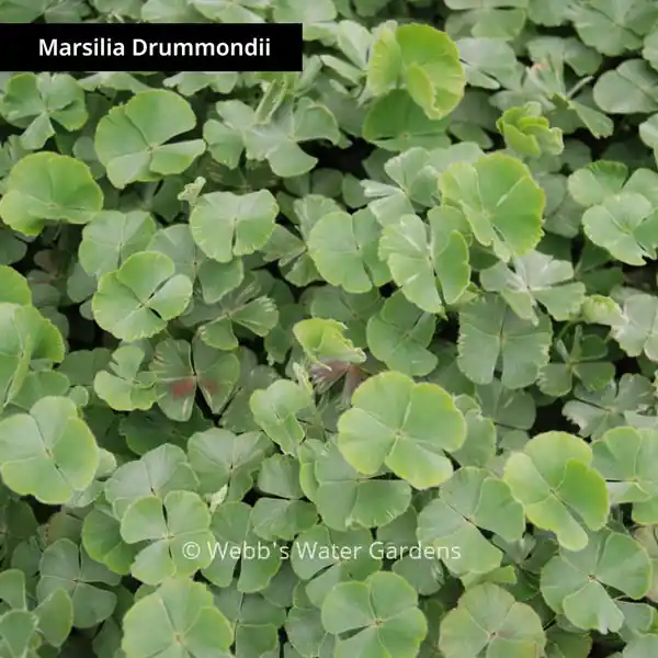 Water Clover - Shallow Water Plants (Bare Root)