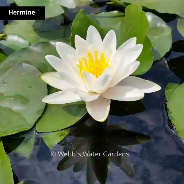 White Hardy Lilies (Bare Root) - Aquatic Plants