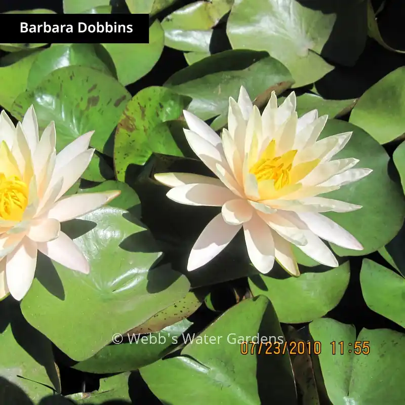Yellow Hardy Lilies (Bare Root Plants) - Aquatic Plants