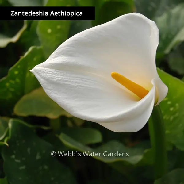 Zantedeshia Aethiopica 'Calla Lily' - Shallow Water Plants (Bare Root)