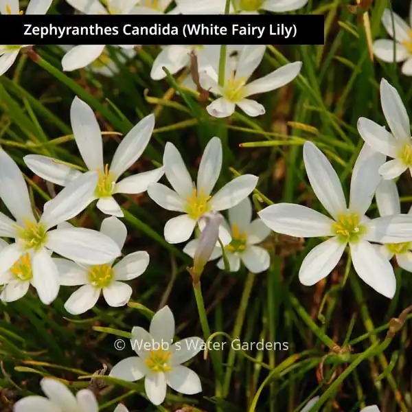 Zephyranthes 'Rain Lily' - Shallow Water Plants (Bare Root)