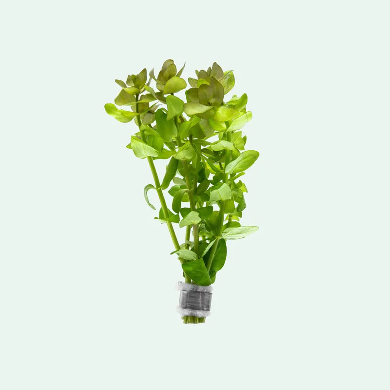 Bacopa Caroliniana - WCA