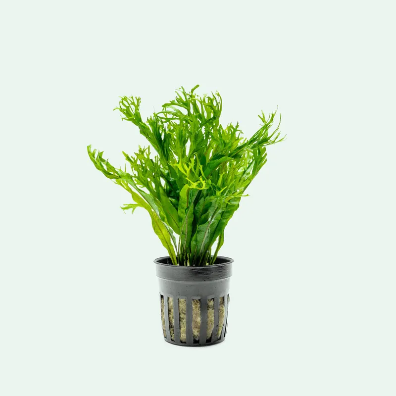 Microsorum Pteropus 'Windelov' - WCA
