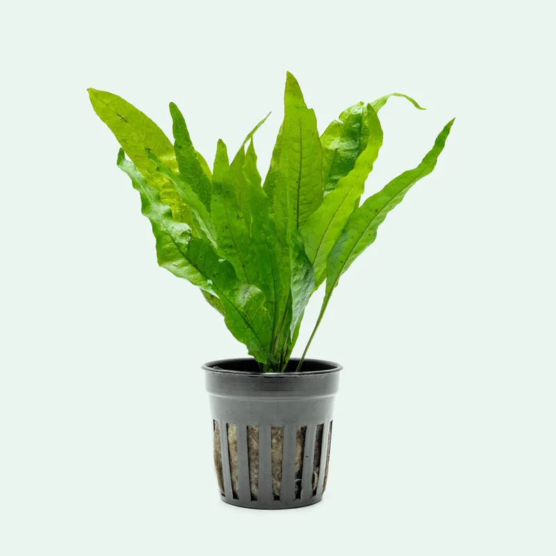 Microsorum Pteropus - WCA