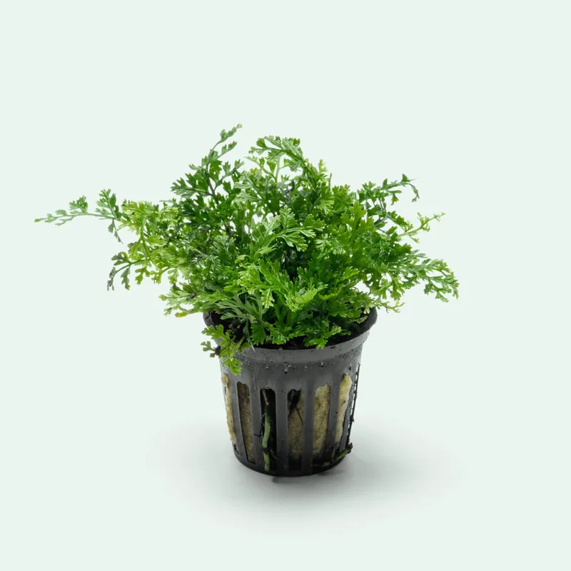 Bolbitis Difformis ‘Mini’ - WCA