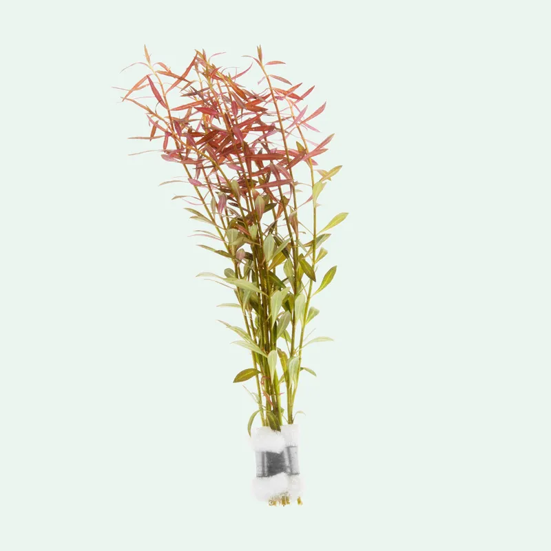 Ludwigia Arcuata - WCA