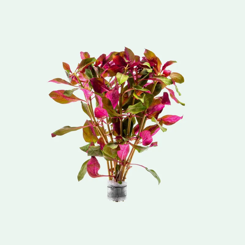 Ludwigia Glandulosa - WCA