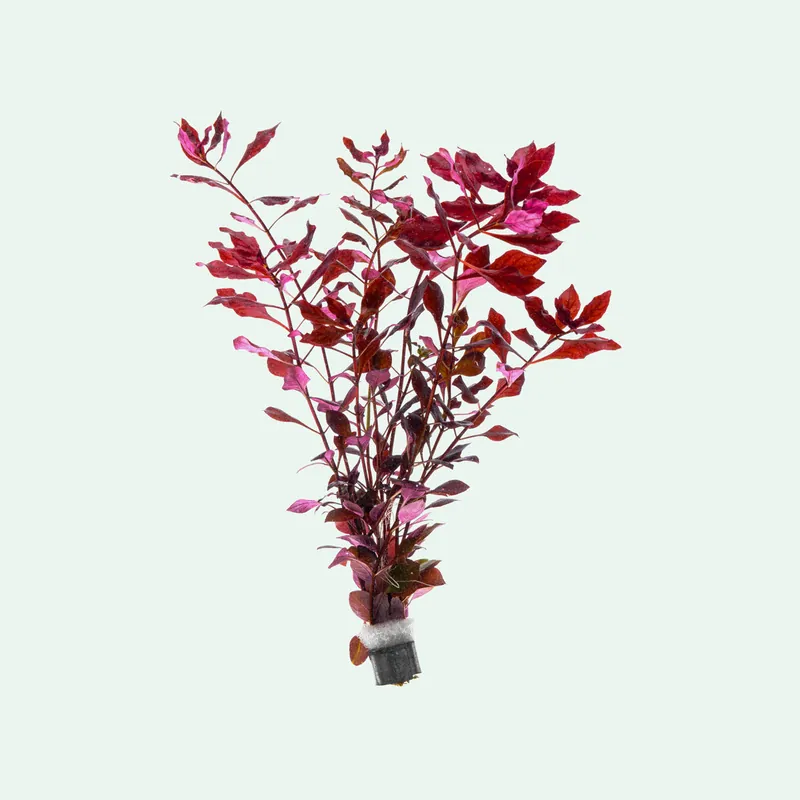 Ludwigia Natans - WCA