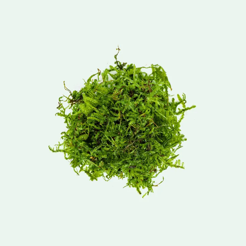 Christmas Moss - WCA