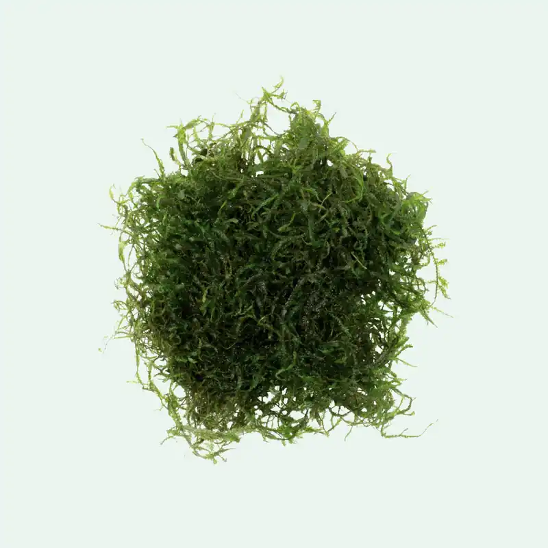 Java Moss - WCA
