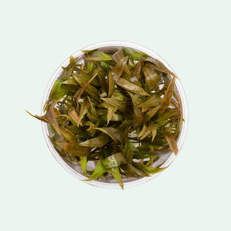 Cryptocoryne Becketii - WCA