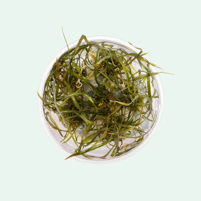 Cryptocoryne Crispatula Tonkinensis - WCA
