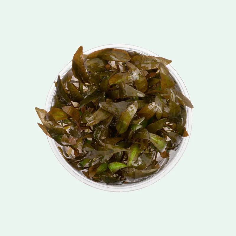 Cryptocoryne Wendtii Brown - WCA