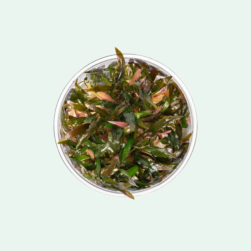 Cryptocoryne Walkeri - WCA
