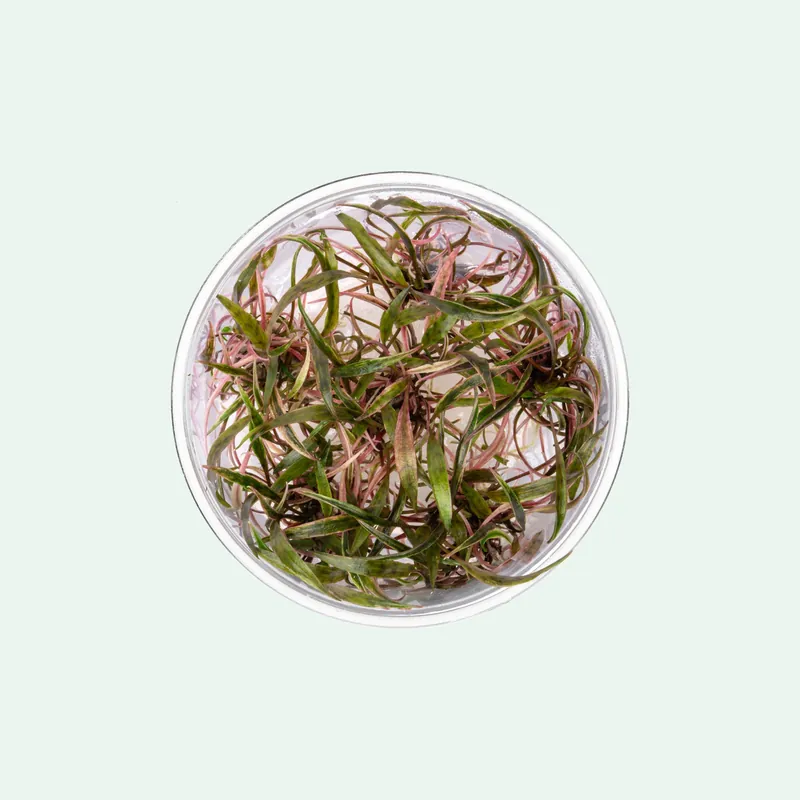 Cryptocoryne Nurii - WCA