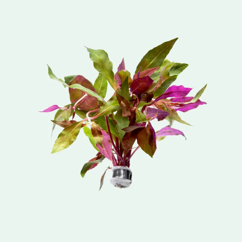 Alternanthera Rosaefolia - WCA