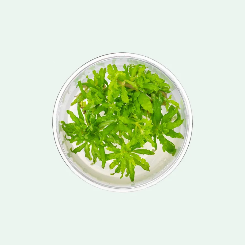 Pogostemon Helferi Downoi - WCA