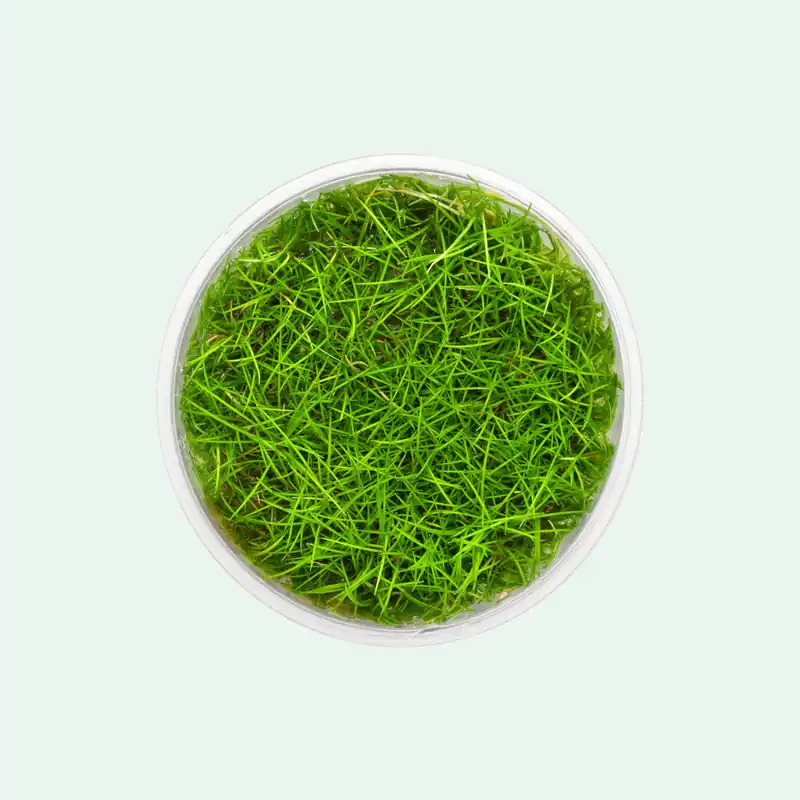 Eleocharis Parvula Mini - WCA