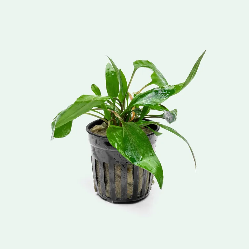 Cryptocoryne Beckettii Petchii - WCA