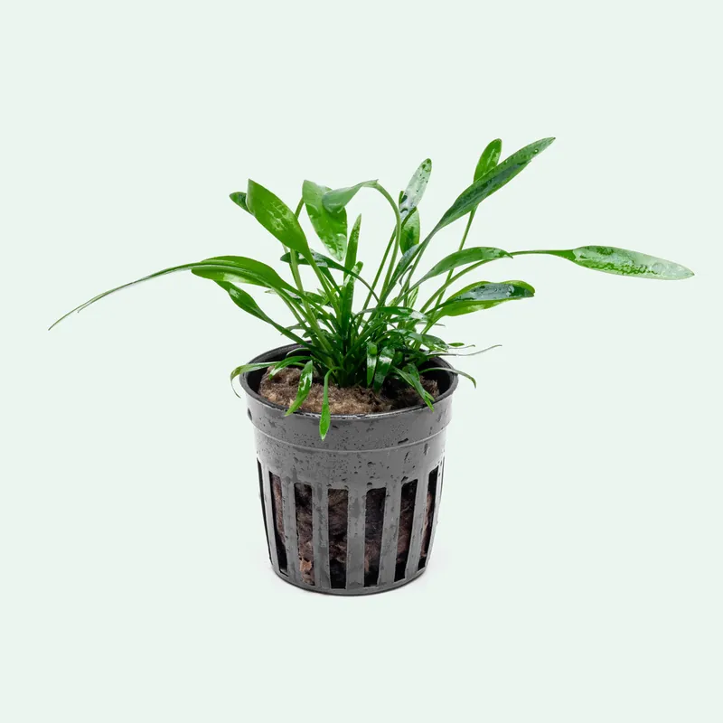 Cryptocoryne Lucens - WCA