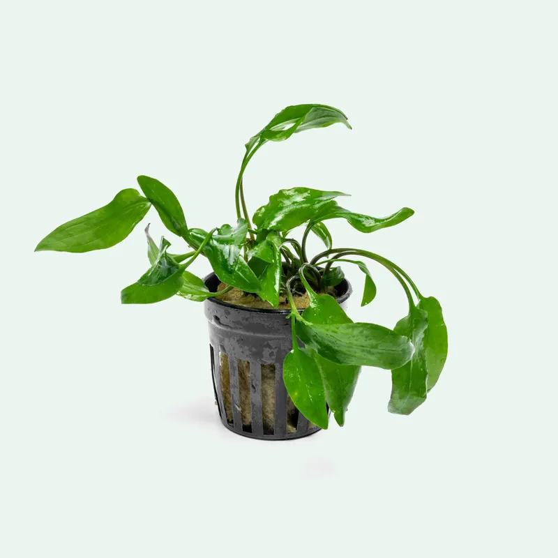 Cryptocoryne Willisii - WCA