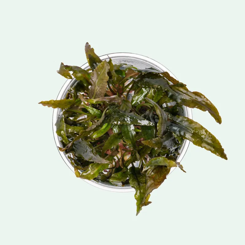 Cryptocoryne Tropica - WCA