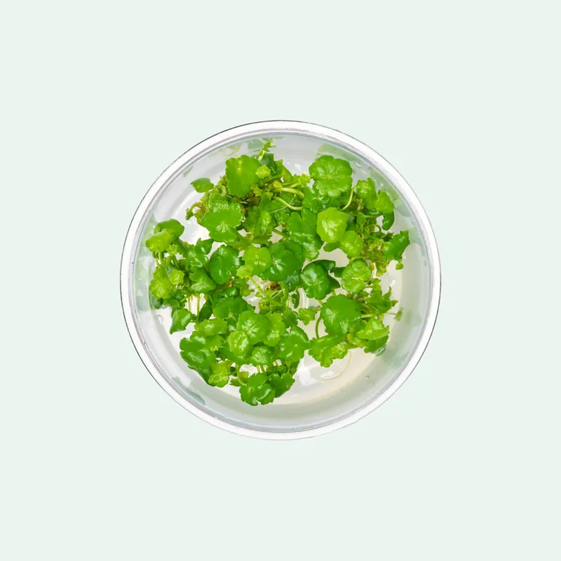 Hydrocotyle Sibthorpioides - WCA