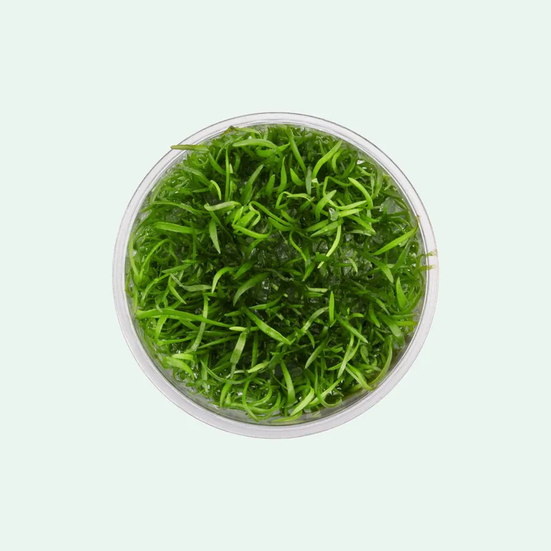Lilaeopsis Novaezelandiae - WCA