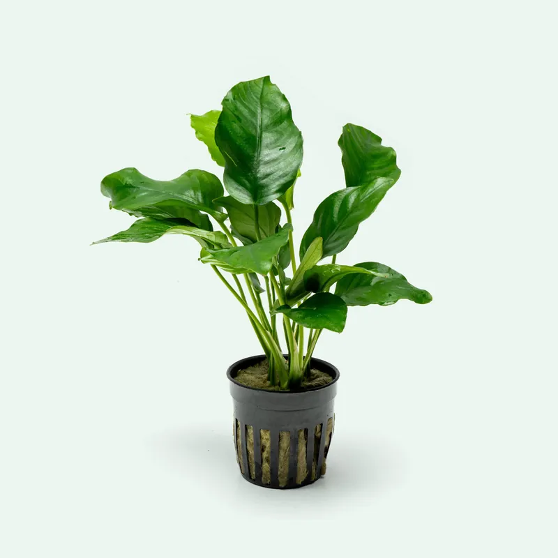 Anubias Barteri - WCA
