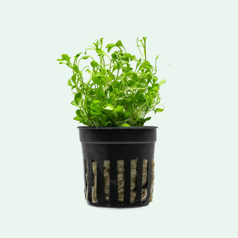 Glossostigma Elatinoides - WCA