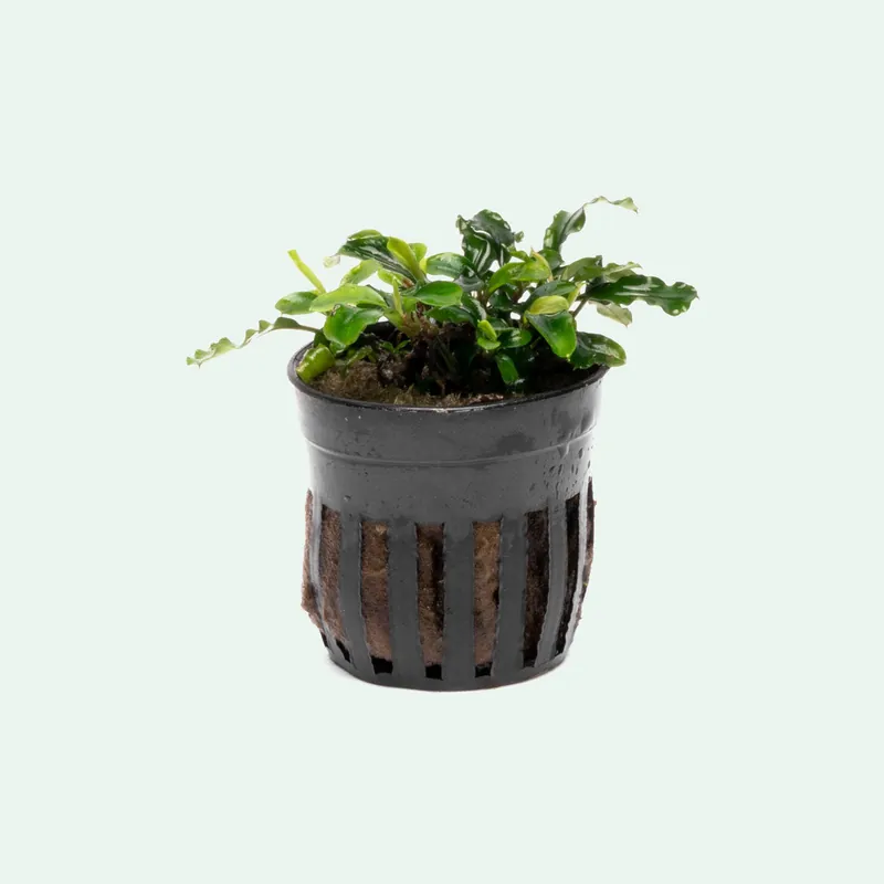 Bucephalandra Green Wavy - WCA