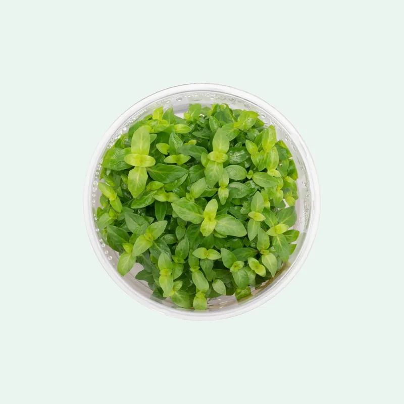 Staurogyne Repens - WCA
