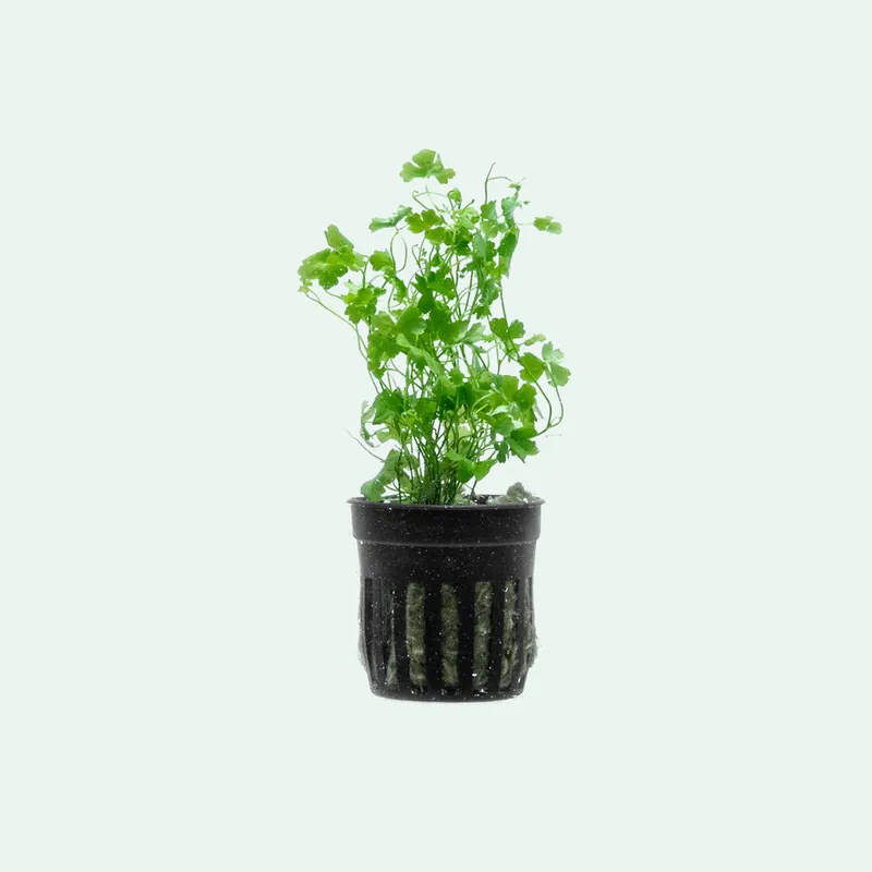 Hydrocotyle Tripartita - WCA
