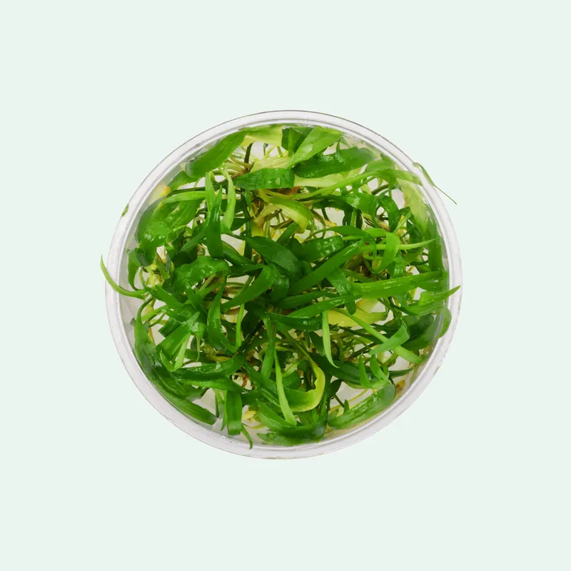 Cryptocoryne Wendtii Green - WCA