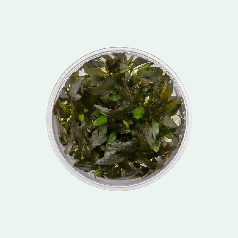 Cryptocoryne Wendtii Brown Indo - WCA