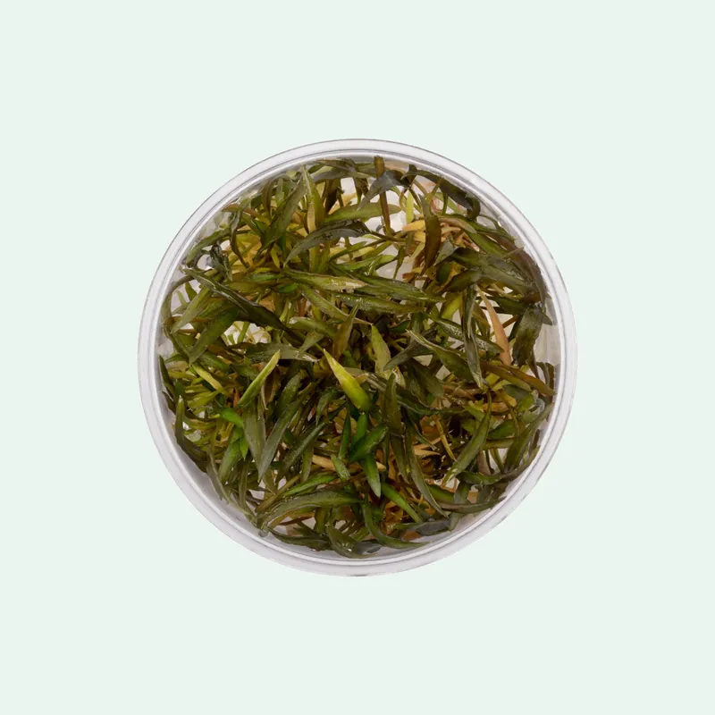 Cryptocoryne Mi Oya - WCA