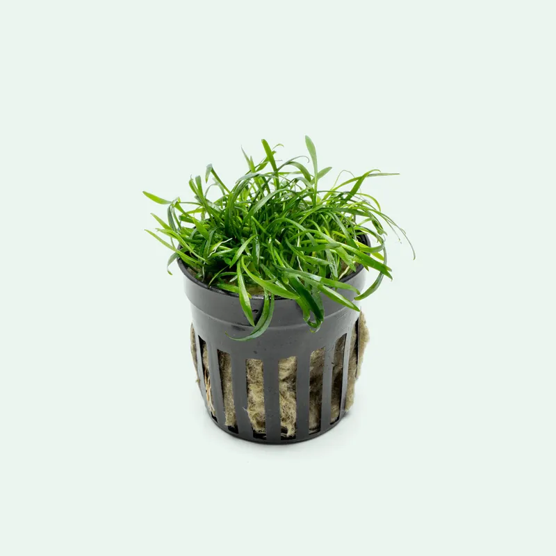 Cryptocoryne Parva - WCA