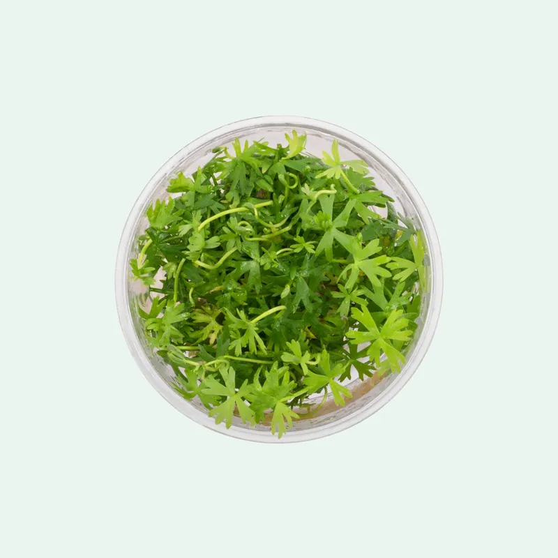Ranunculus Inundatus - WCA
