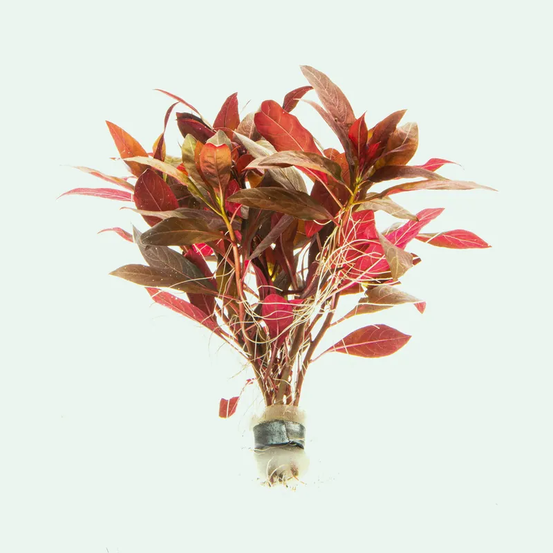 Alternanthera Reineckii - WCA
